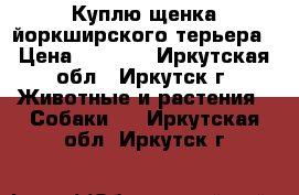 Куплю щенка йоркширского терьера › Цена ­ 6 000 - Иркутская обл., Иркутск г. Животные и растения » Собаки   . Иркутская обл.,Иркутск г.